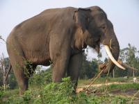 BBKSDA Riau Usir Gajah Serang Warga Di Bengkalis